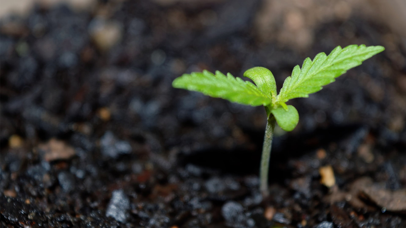 Plant A Fruit Tree Campaign