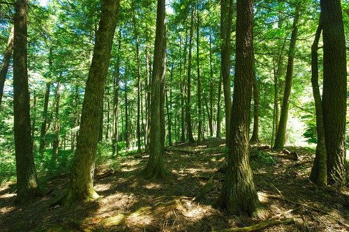 Environment Conservation